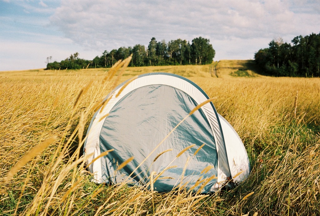 Solitary camping tent in a wheat field, Into the Wild atmosphere.