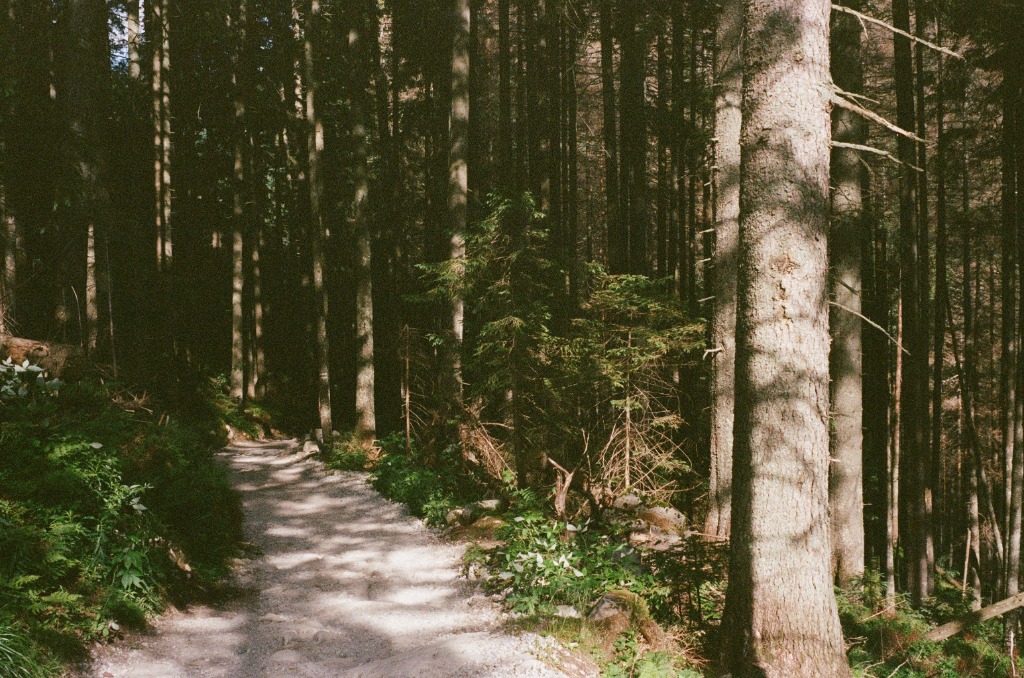 Dense forest of tall straight fir trees, path in foreground.