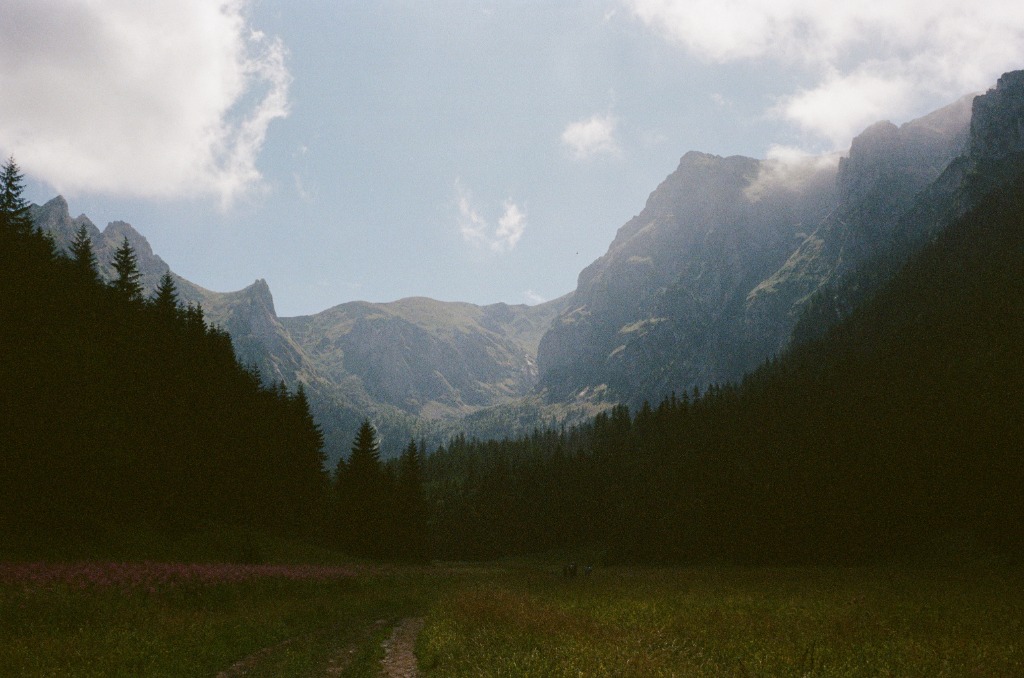 Low angle view of a valley framed by dark fir trees.