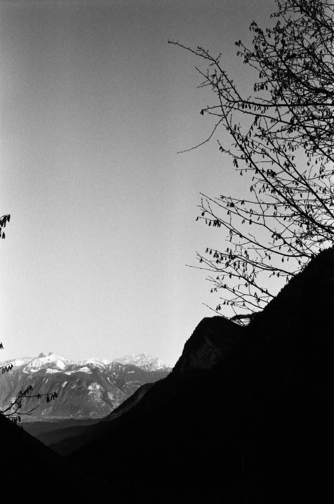 Black silhouette of a tree in foreground framing bright snowy mountains.