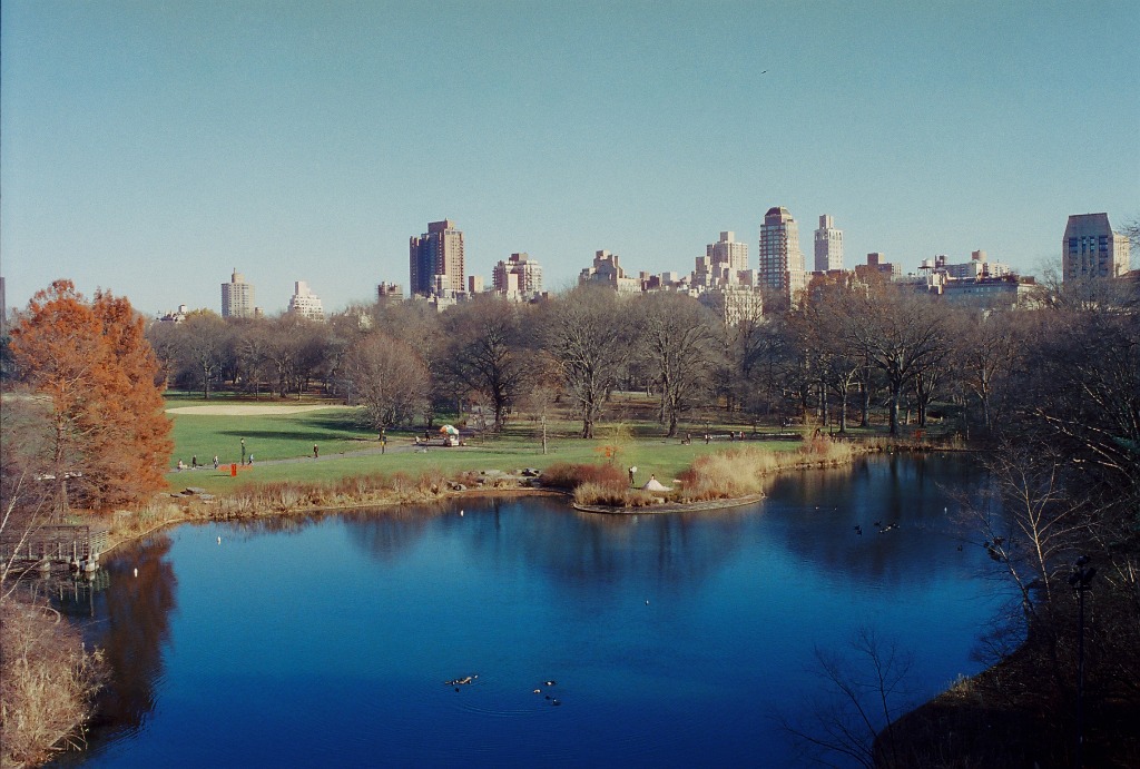 Central Park water body with ducks, bare trees and buildings in the distance.