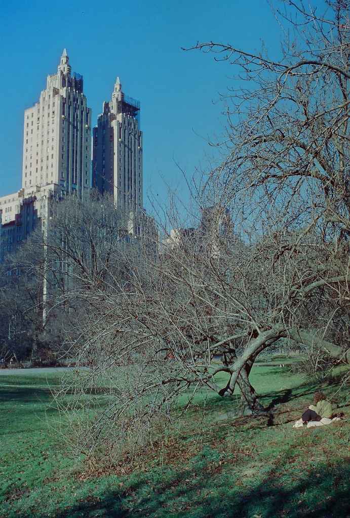Woman reading at the foot of a tree in Central Park, with towers in the background.